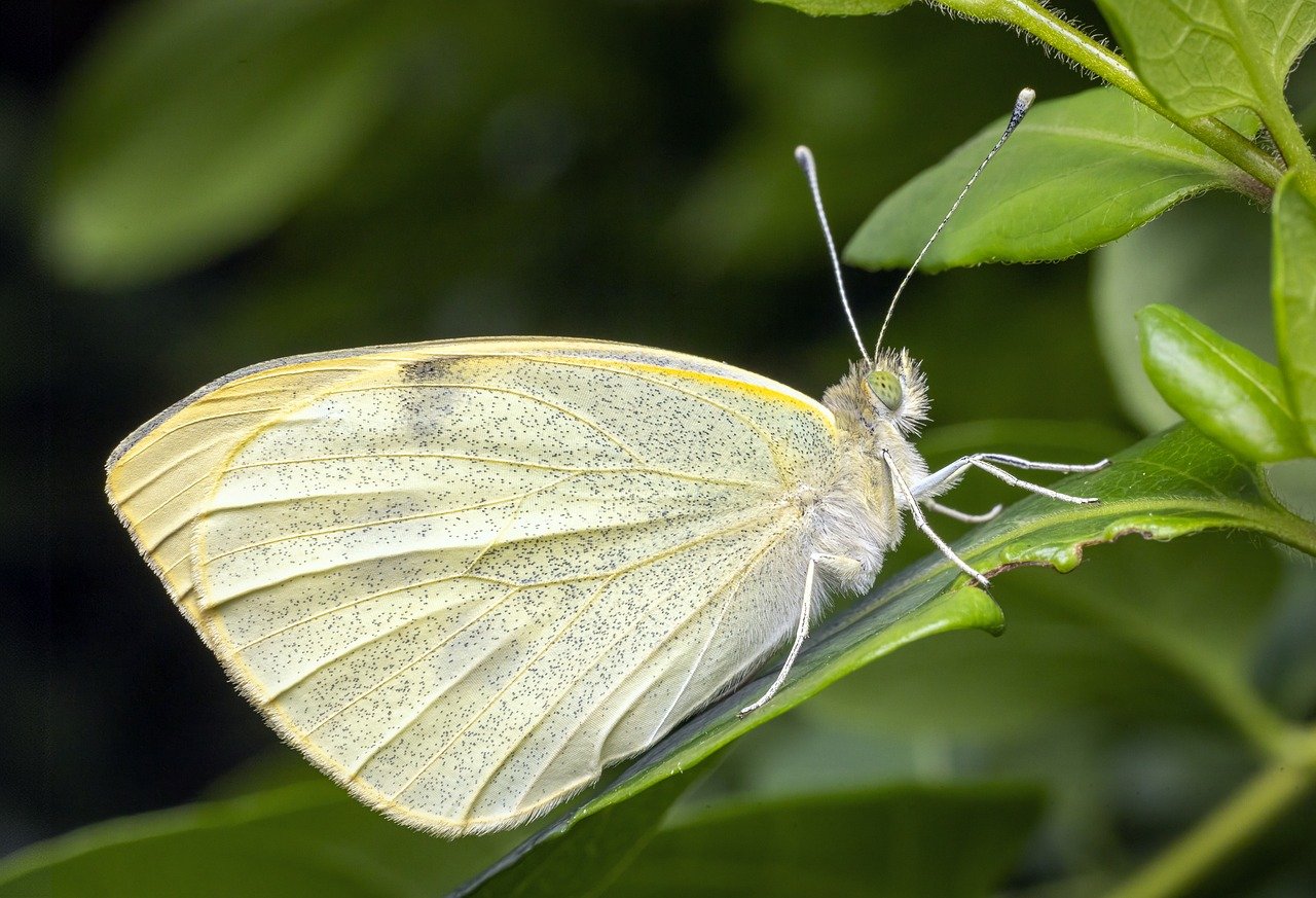 Attracting Pollinators: Creating the Perfect Eco-Garden